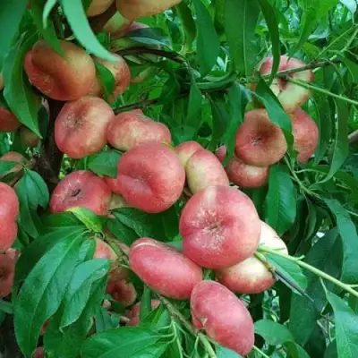 Нектарин КОНЦЕТТИНА в Орше