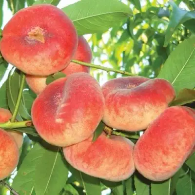 Персик САТУРН ИНЖИРНЫЙ в Орше