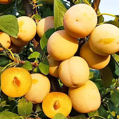 Слива РЕНКЛОД ранний в Орше