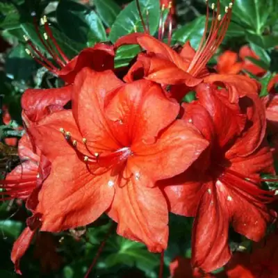 Азалия ДОЛОРОСО листопадная в Орше