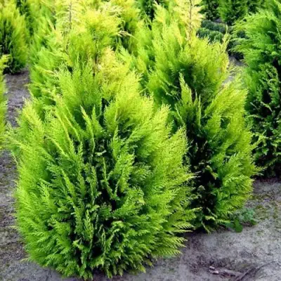 Кипарисовик ИВОНЕ лавсана в Орше