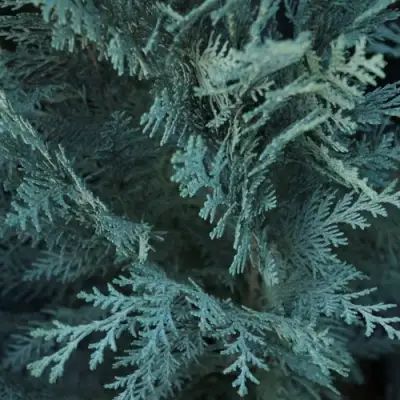 Кипарисовик ВАН ПЕЛЬТС БЛЮ лавсона в Орше