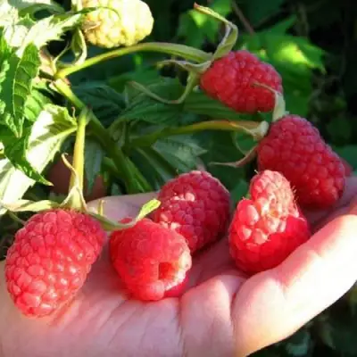 Малина ГОРДОСТЬ РОССИИ в Орше