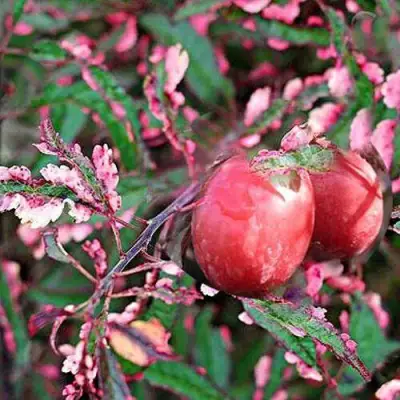 Слива ХЕССЕЙ декоративная в Орше