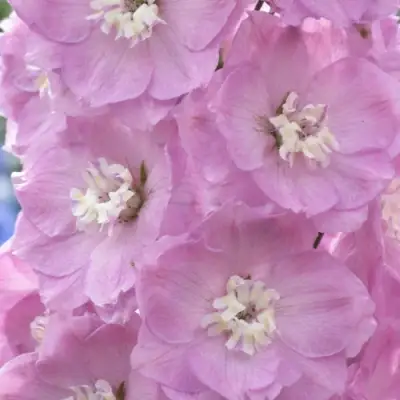 Дельфиниум ПЕТТИКОУТ гибридный в Орше