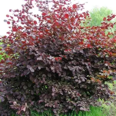 Фундук СИРЕНА в Орше