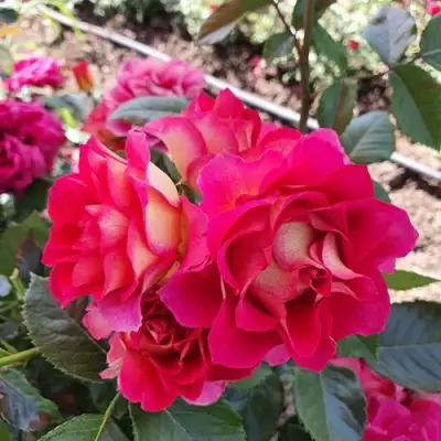 Роза БРЕРА флорибунда в Орше