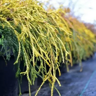 Кипарисовик ВАВЕЛ горохоплодный в Орше