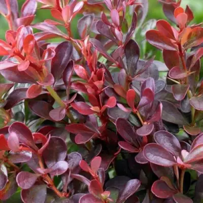 Барбарис АТРОПУРПУРЕА НАНА тунберга в Орше