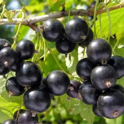 Смородина черная ОРЛОВСКИЙ ВАЛЬС в Орше