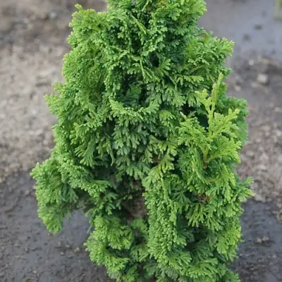 Туя ЗМАТЛИК западная в Орше