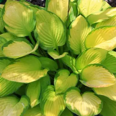 Хоста ГОЛД СТАНДАРТ Форчуна в Орше