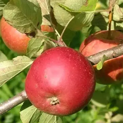 Яблоня ПОСПЕХ в Орше