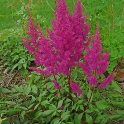 Астильба ЭЛИЗАБЕТ ВАН ВИН японская в Орше