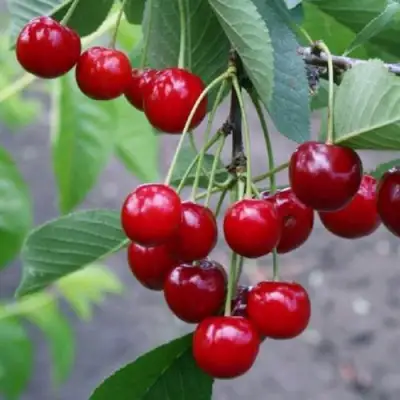 Вишня ЗАРАНКА в Орше