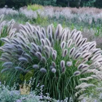 Пеннисетум БЛЭК БЬЮТИ в Орше