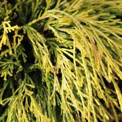 Кипарисовик ГОЛДЕН МОП горохоплодный в Орше