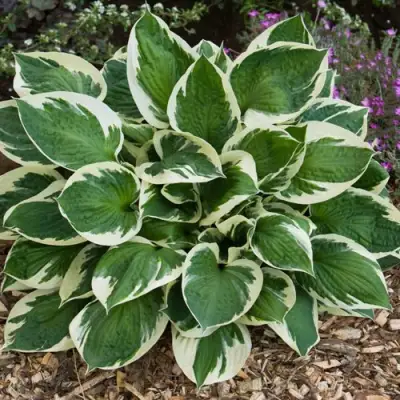 Хоста КАРИН гибридная в Орше