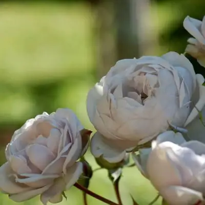 Роза ГРИЗЕЛИС шраб в Орше