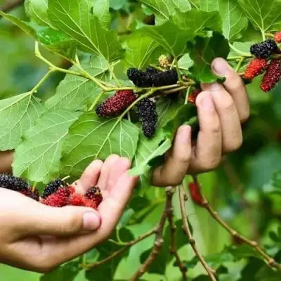 Шелковица ГАЛИЦИЯ в Орше