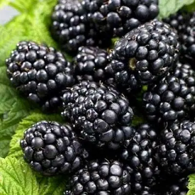 Ежевика БЖЕЗИНА бесшипная  в Орше