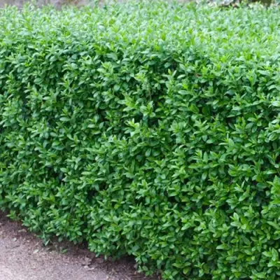 Бирючина обыкновенная АТРОВИРЕНС в Орше