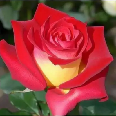 саженцы розы Френдшип