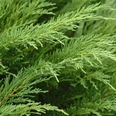 Можжевельник ТАМАРИСЦИФОЛИЯ казацкий  в Орше