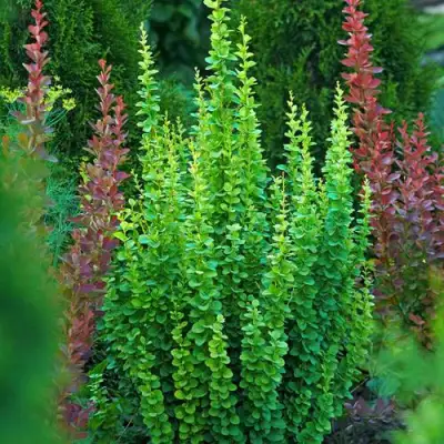 Барбарис ЭРЕКТА тунберга в Орше