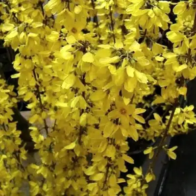 Форзиция ГОЛДРАУШ в Орше