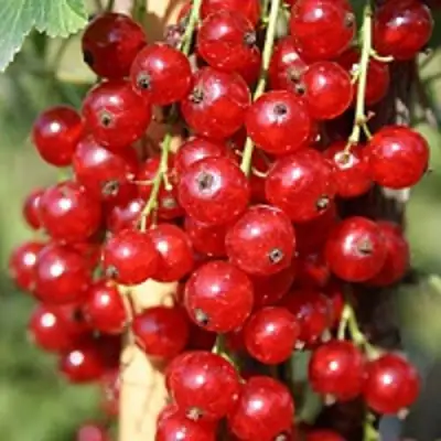 Смородина красная РОНДОМ в Орше