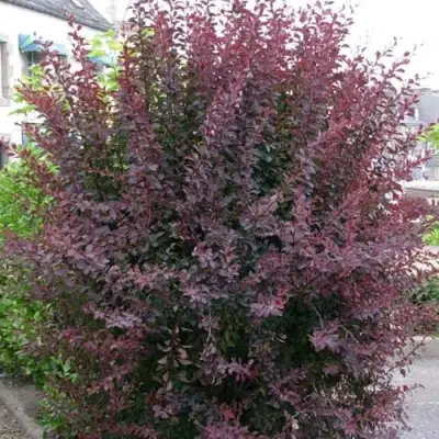 Барбарис АТРОПУРПУРЕА тунберга в Орше