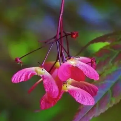 Клен пальмолистный в Орше