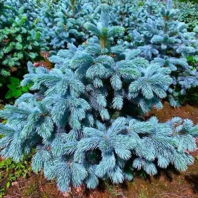 Ель СУПЕР БЛЮ СИДЛИНГ колючая в Орше