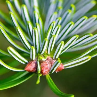 Пихта белая в Орше