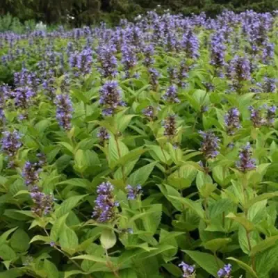 Котовник БЛЮ ДРИМС полусидячий в Орше