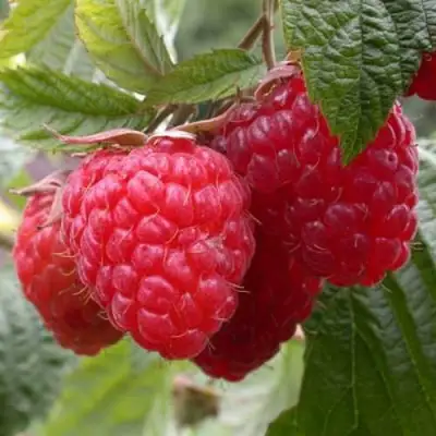 Малина ГЕРАКЛ в Орше