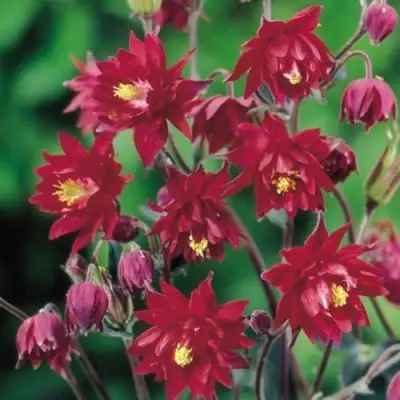 Аквилегия РУБИ ПОРТ обыкновенная в Орше