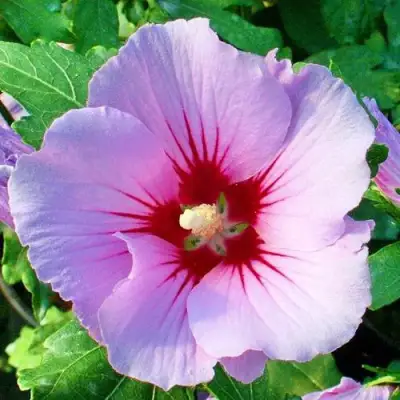 Гибискус ПИНК ФЛИРТ сирийский в Орше