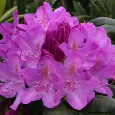 Рододендрон РОЗЕУМ ЭЛЕГАНС в Орше