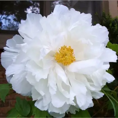 Пион БЕЛЫЙ НЕФРИТ древовидный в Орше