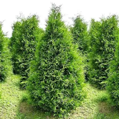 Туя БРАБАНТ западная в Орше
