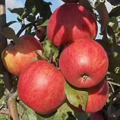 Яблоня ПЕРСИКОВАЯ в Орше