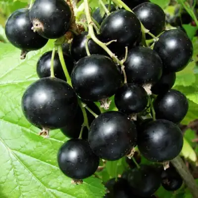 Смородина чёрная ЭКЗОТИКА в Орше