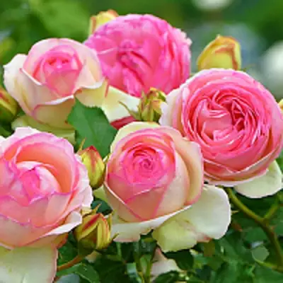 Роза ПЬЕР ДЕ РОНСАР плетистая в Орше