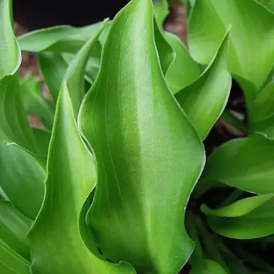 Хоста ГАРРИ ВАН ТРИЕР в Орше