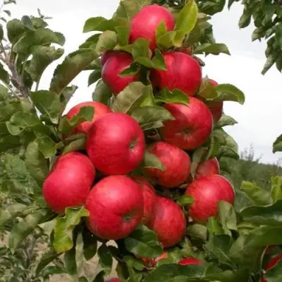 Яблоня ТРАЙДЕНТ колонновидная в Орше