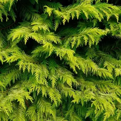 Кипарисовик ГОЛДЕН ВОНДЕР лавсона в Орше