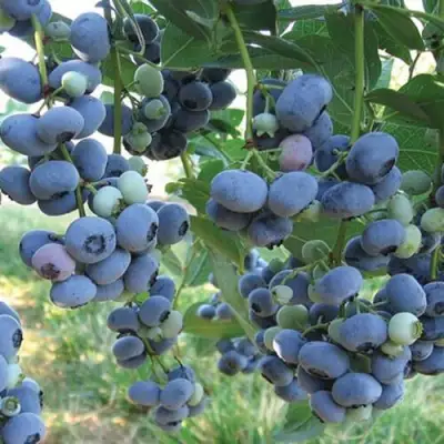 Голубика ЛИБЕРТИ в Орше