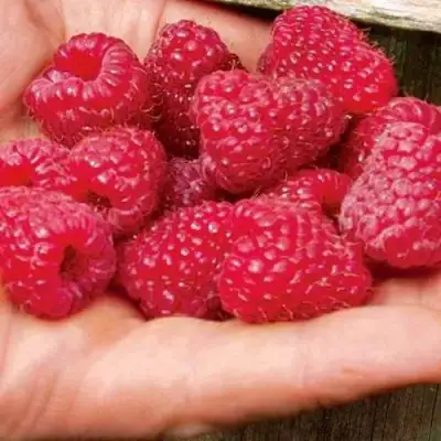 Малина ДЖОАН ДЖИ (ДЖОАН ДЖЕЙ) в Орше